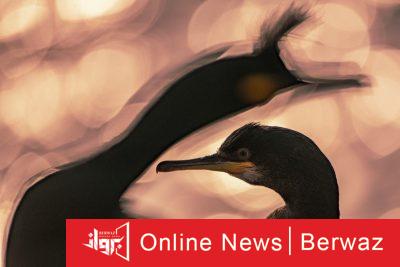 ماجد الزعابي