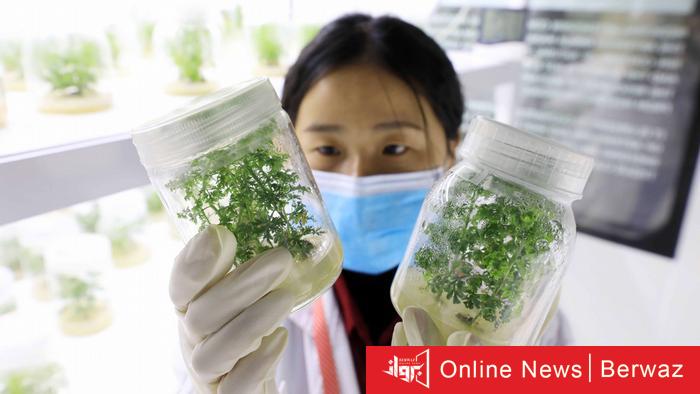 فيروس كورونا