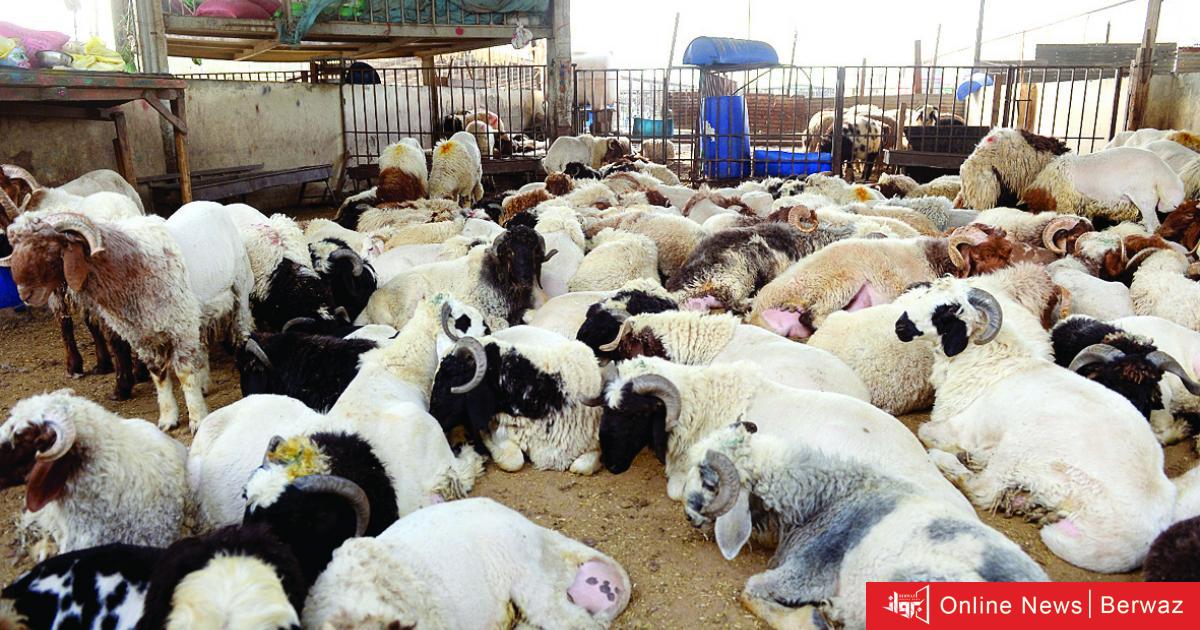 تصدير الأغنام والماعز