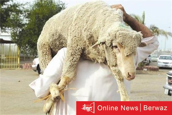 تبرعات الأضاحي