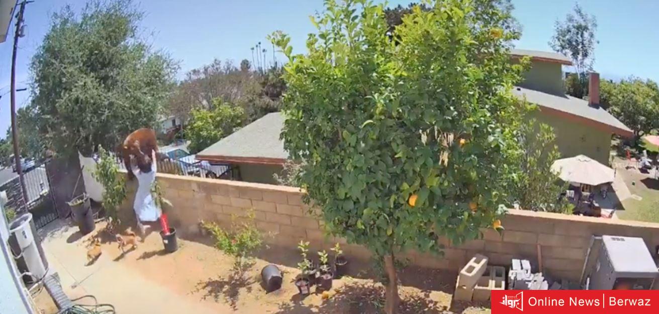 كاليفورنيا