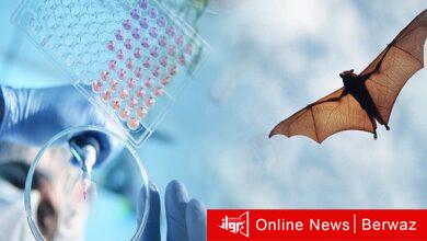 منشأ فيروس كورونا