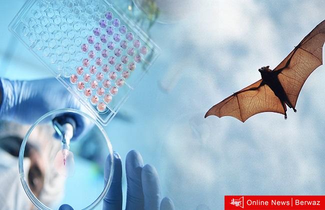 منشأ فيروس كورونا