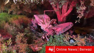 إصابتين في حادث تصادم على طريق جمال عبدالناصر