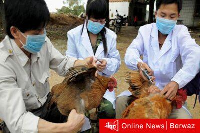 إنتشار إنفلونزا الطيور فى الصين وكوريا