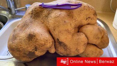 أكبر ثمرة بطاطس