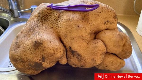 أكبر ثمرة بطاطس