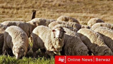 أتبان المواشي