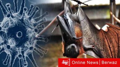 فيروس نيوكوف