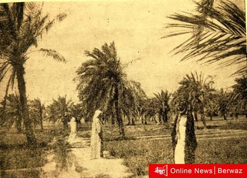 مزارع الجهراء القديمة