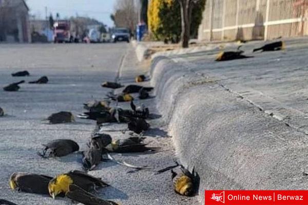 السماء تُمطر طيورًا في المكسيك