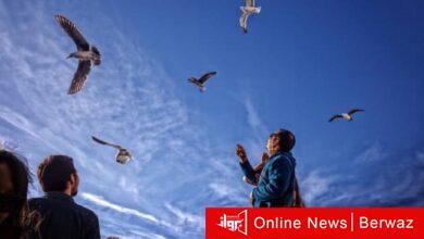 السماء تُمطر طيورًا في المكسيك