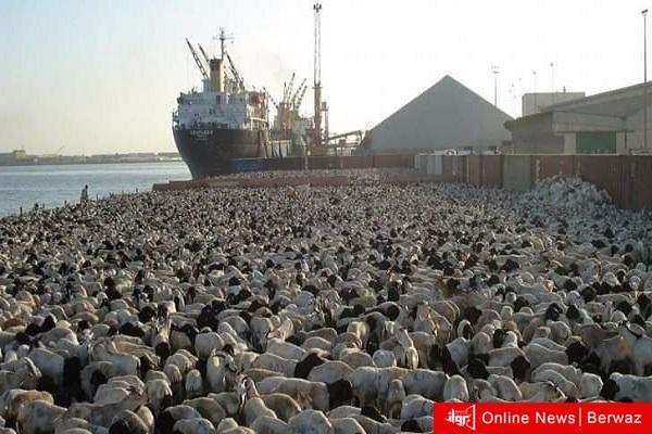 غرق سفينة محملة بـ 16 ألف رأس ماشية