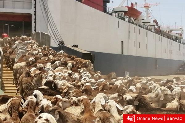 غرق سفينة محملة بـ 16 ألف رأس ماشية