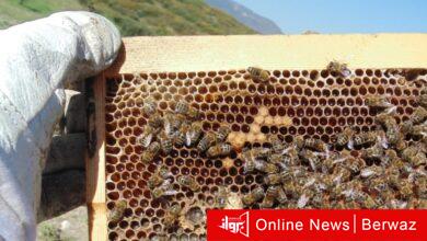 تربية النحل