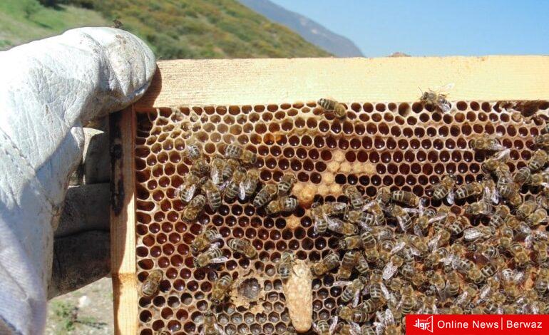 تربية النحل