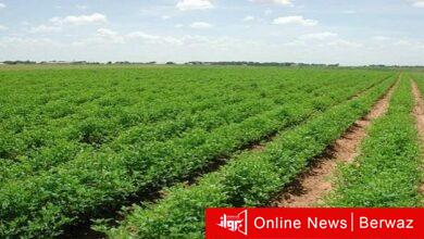 القيمة الإيجارية