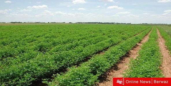 القيمة الإيجارية