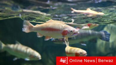 أسماك المياه العذبة