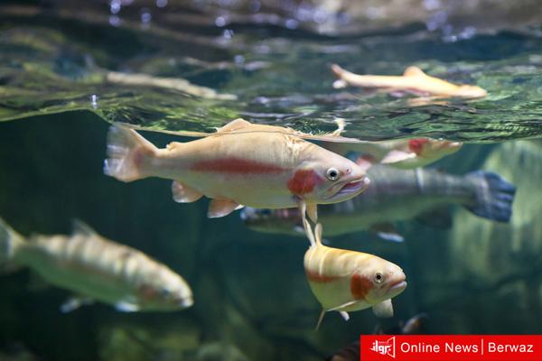 أسماك المياه العذبة