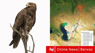 عقاب الكويت