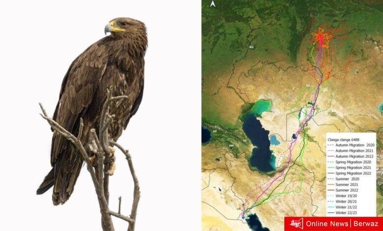 عقاب الكويت