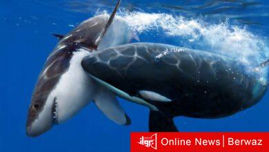 حوتين قاتلين