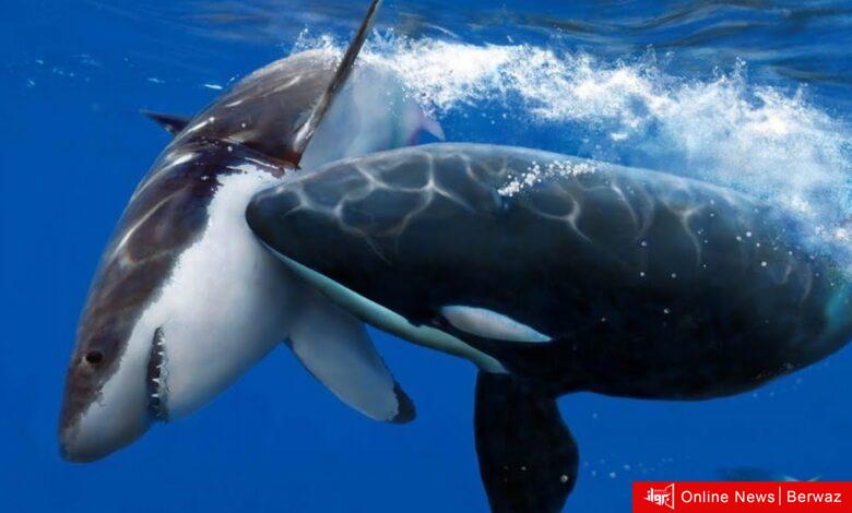 حوتين قاتلين