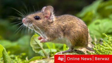 فيروس حمى الفأر