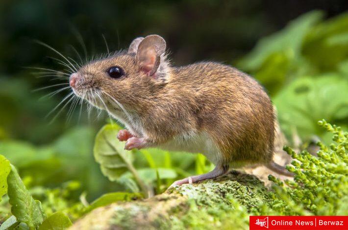 فيروس حمى الفأر