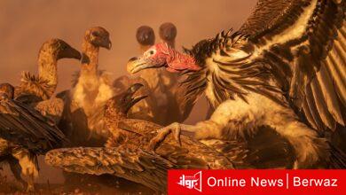 المصور الكويتي محمد مراد