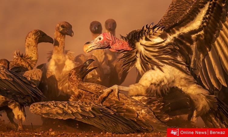 المصور الكويتي محمد مراد