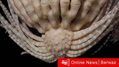 اكتشاف مخلوق غريب لديه 20 ذراعا!