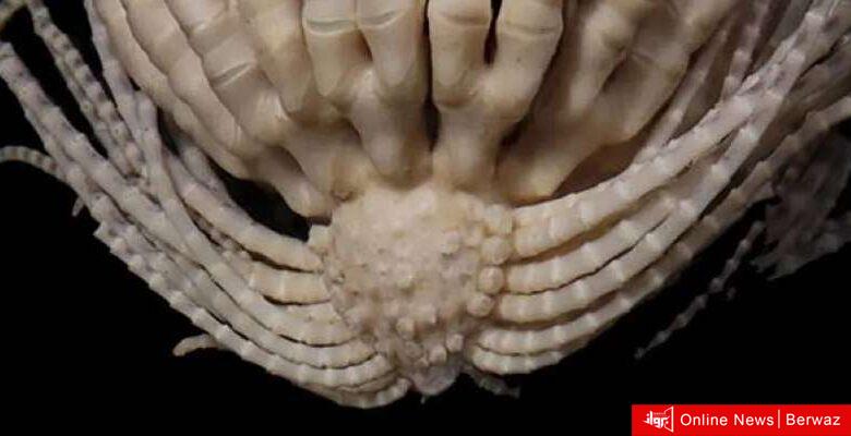 اكتشاف مخلوق غريب لديه 20 ذراعا!
