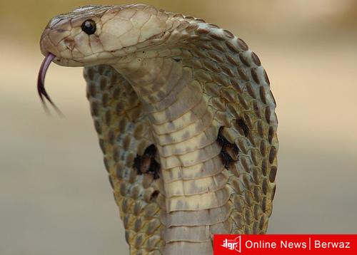 امرأة هندية