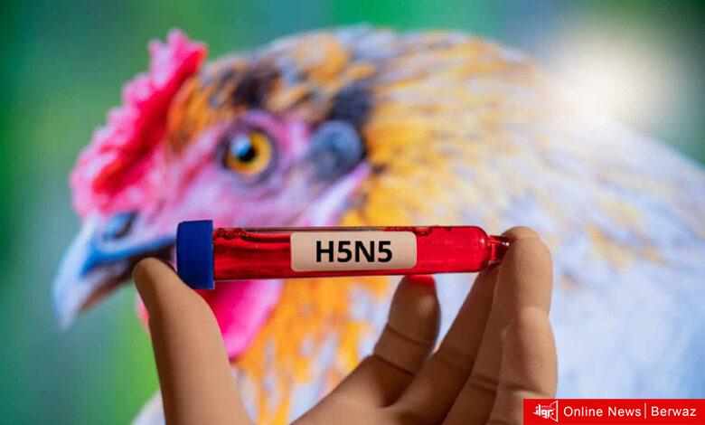 أول حالة وفاة عالمية: سلالة «H5N5» من إنفلونزا الطيور تقتل شخصاً في واشنطن